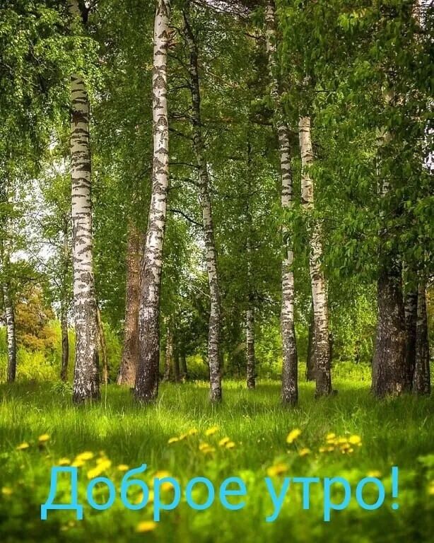 Доброе утро