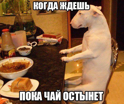 ЙШШ ЧАЙ остынвт