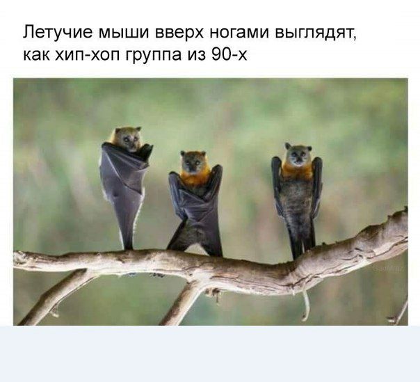 Летучие мыши вверх ногами выглядят как хип хоп группа из 90х