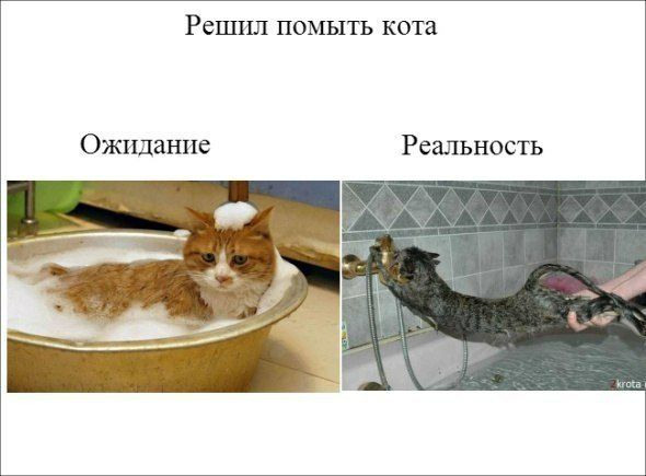 РСППХП ПОМЫТЬ кота Ожидание Реальность