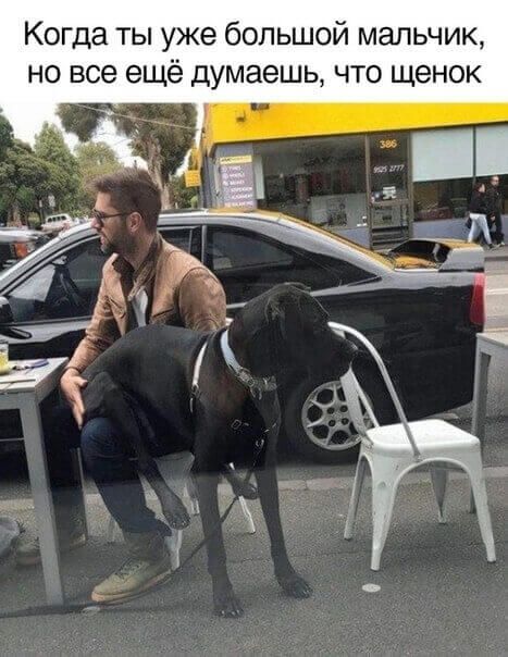 Когда ты уже большой мальчик но все ещё думаешь что щенок