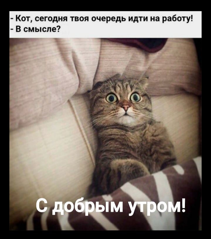 Кот сегодня твоя очередь идти на работу В смысле