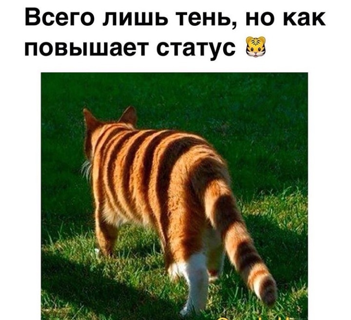 Всего лишь тень но как повышает статус