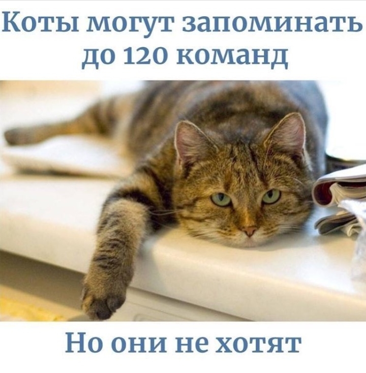 Коты могут запоминать до 120 команд Но они не хотят