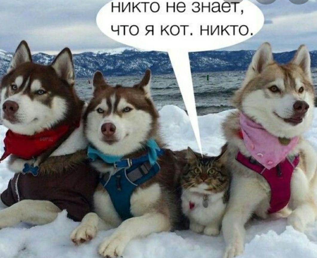 НИКТО НЭ ЗНЭЭТ ЧТО Я КОТ НИКТО