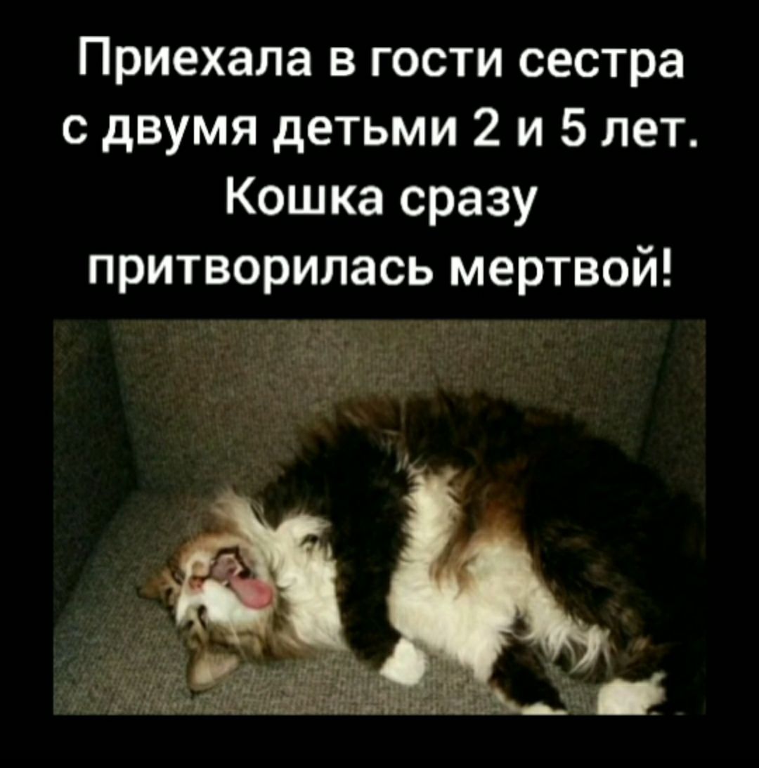 Приехала в гости сестра с двумя детьми 2 и 5 лет Кошка сразу притворилась мертвой