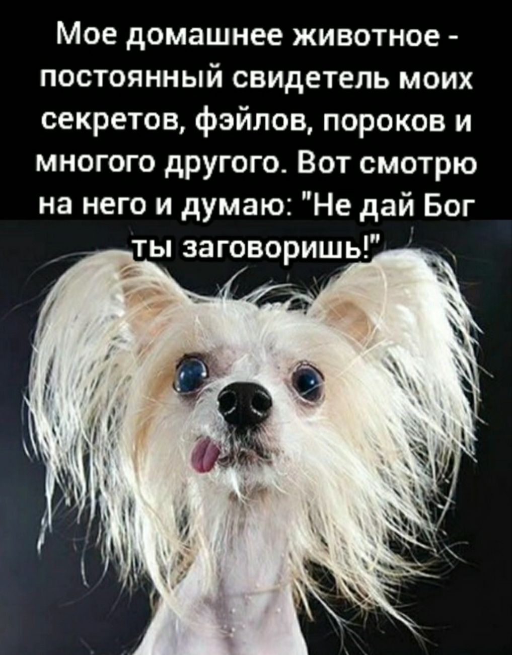 Мое домашнее животное постоянный свидетель моих секретов фэйлов пороков и многого другого Вот смотрю на него и думаю Не дай Бог