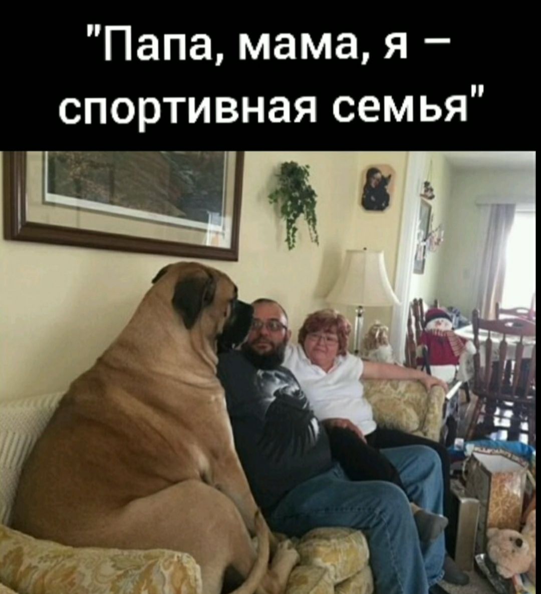Папа мама я спортивная семья