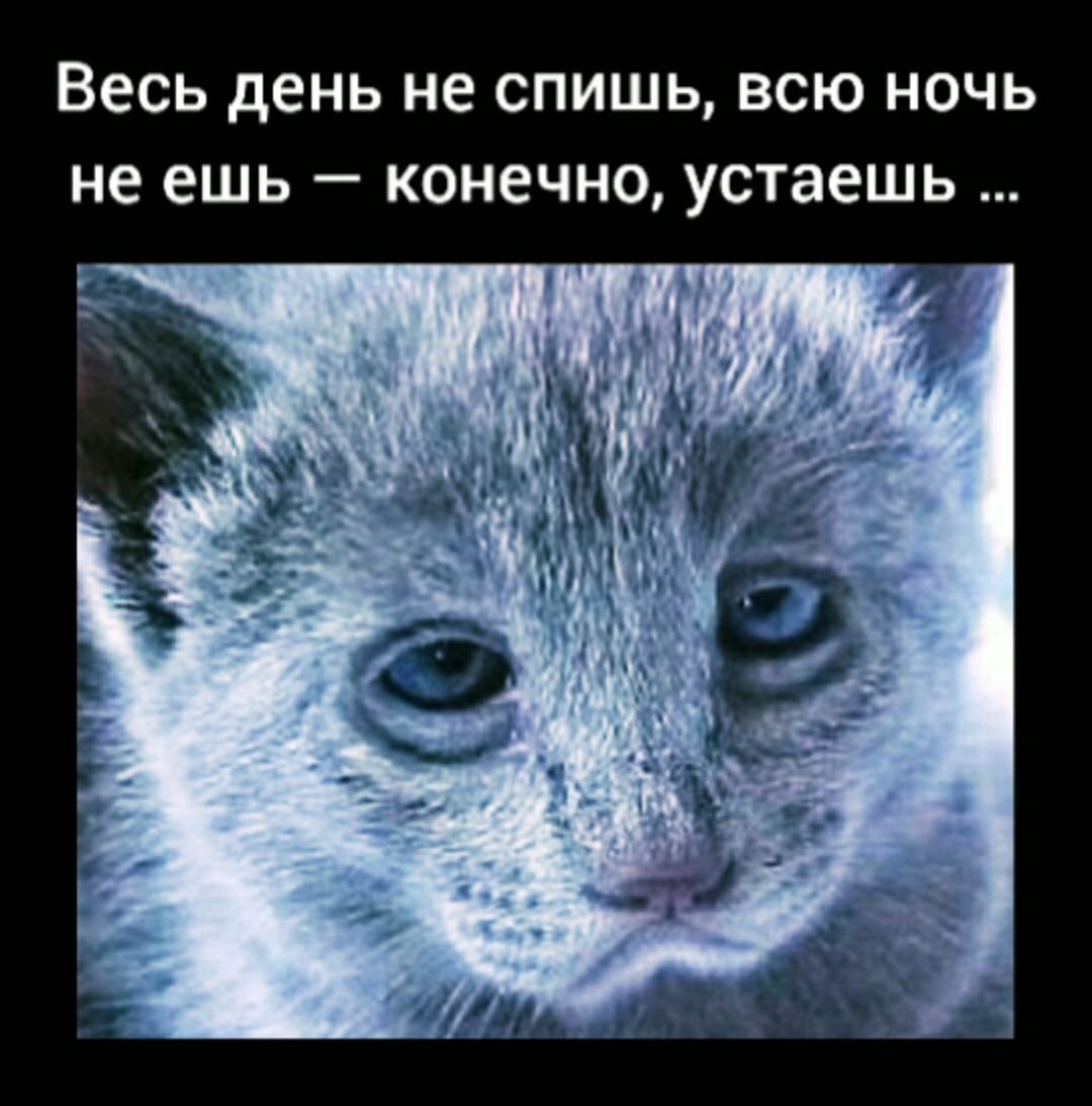 Весь день не СПИШЬ ВСЮ НОЧЬ не ешь _ КОНСЧНО устаешь