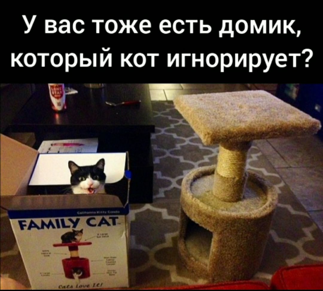 У вас тоже есть домик который кот игнорирует цм п