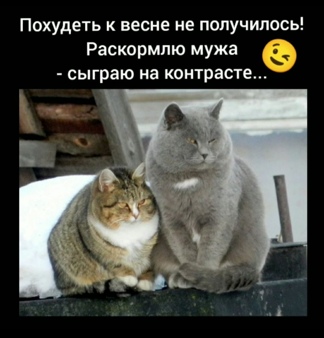 Похудеть к весне не получилось Раскормлю мужа сыграю на контрасте