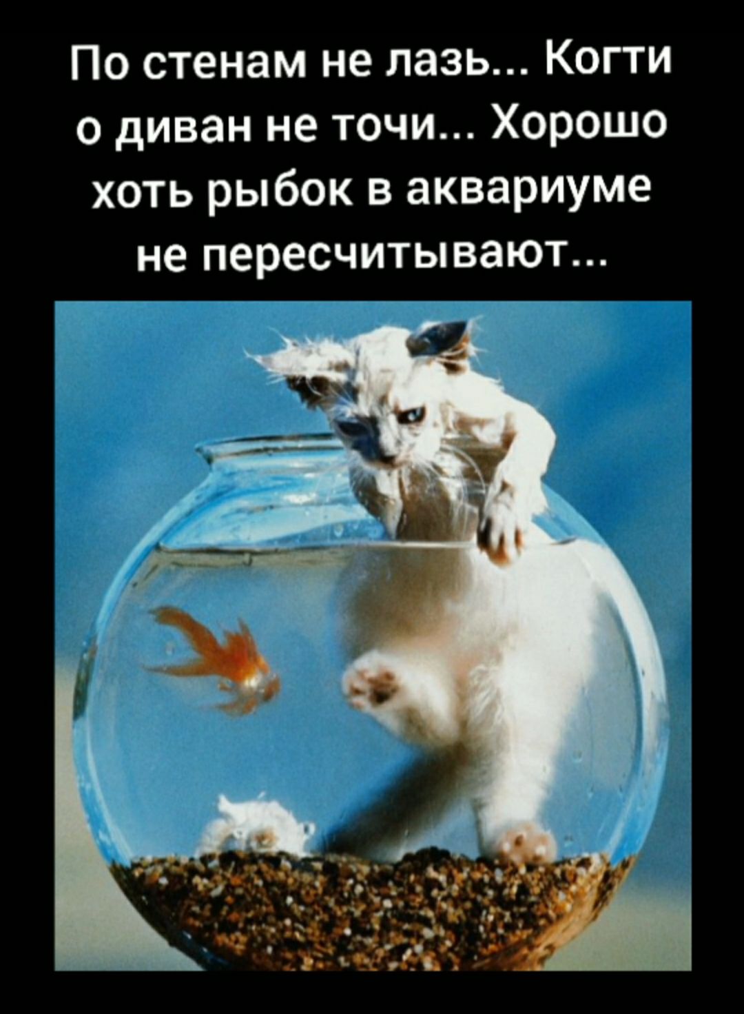 По стенам не лазь Когти о диван не точи Хорошо хоть рыбок в аквариуме не пересчитывают
