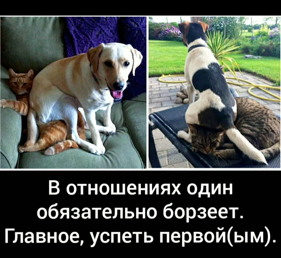 В отношениях один обязательно борзеет Главное успеть первойым
