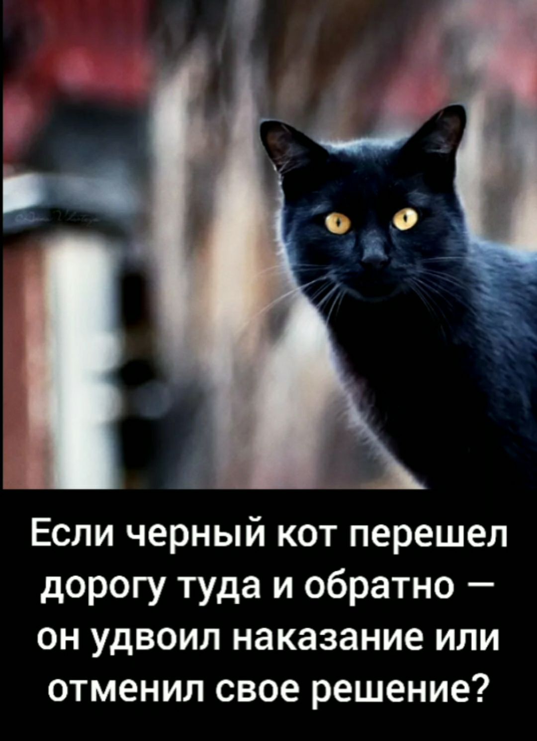 Если черный кот перешел дорогу туда и обратно он удвоил наказание или отменил свое решение