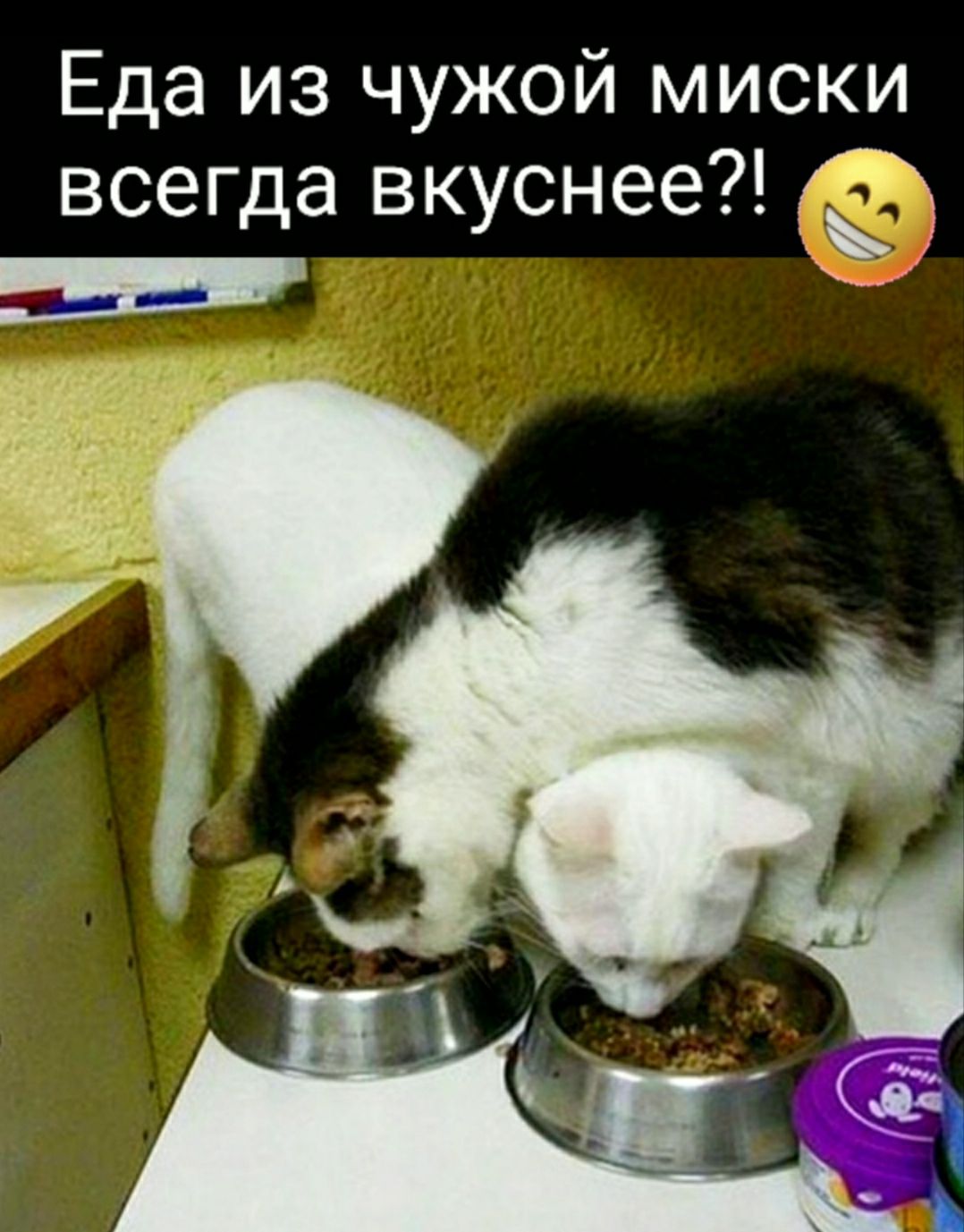 Еда из чужой миски в г вк н се да ус ее