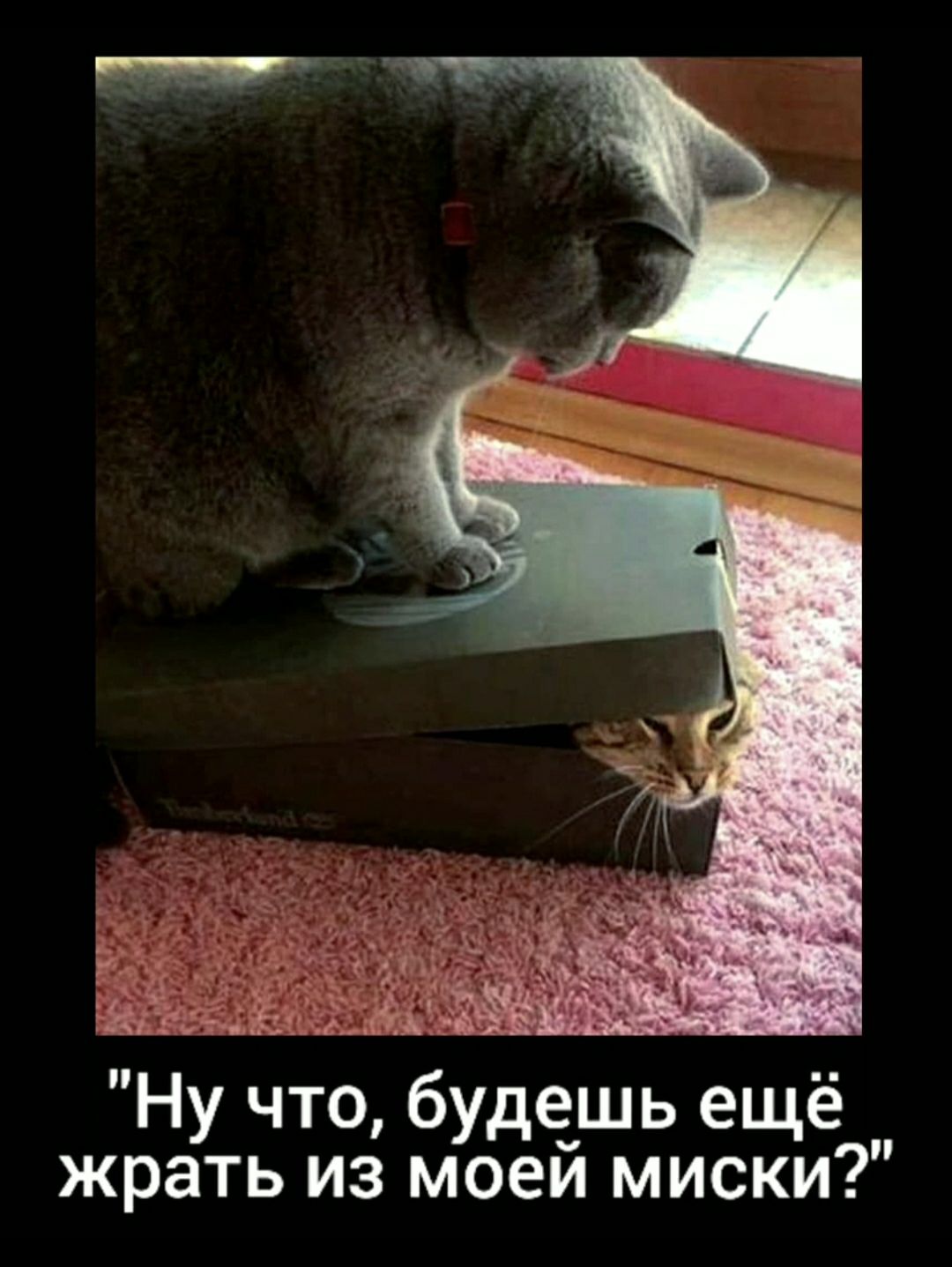 Ну что будешь ещё жрать из моей миски