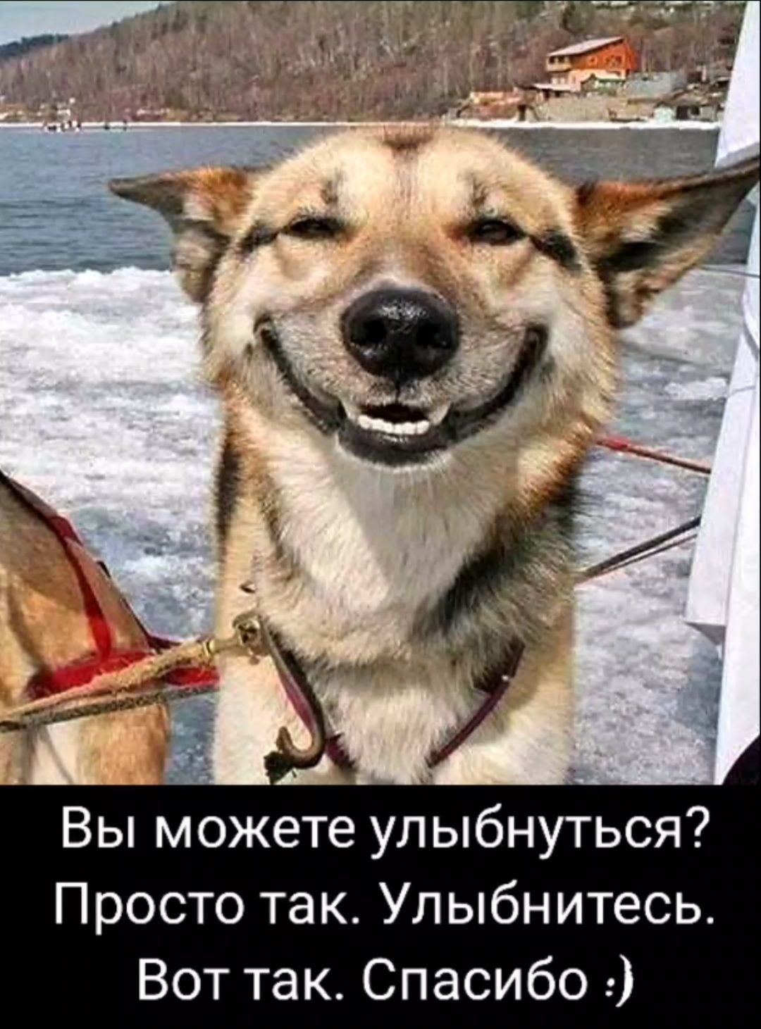 Вы можете улыбнуться Просто так Улыбнитесь Вот так Спасибо