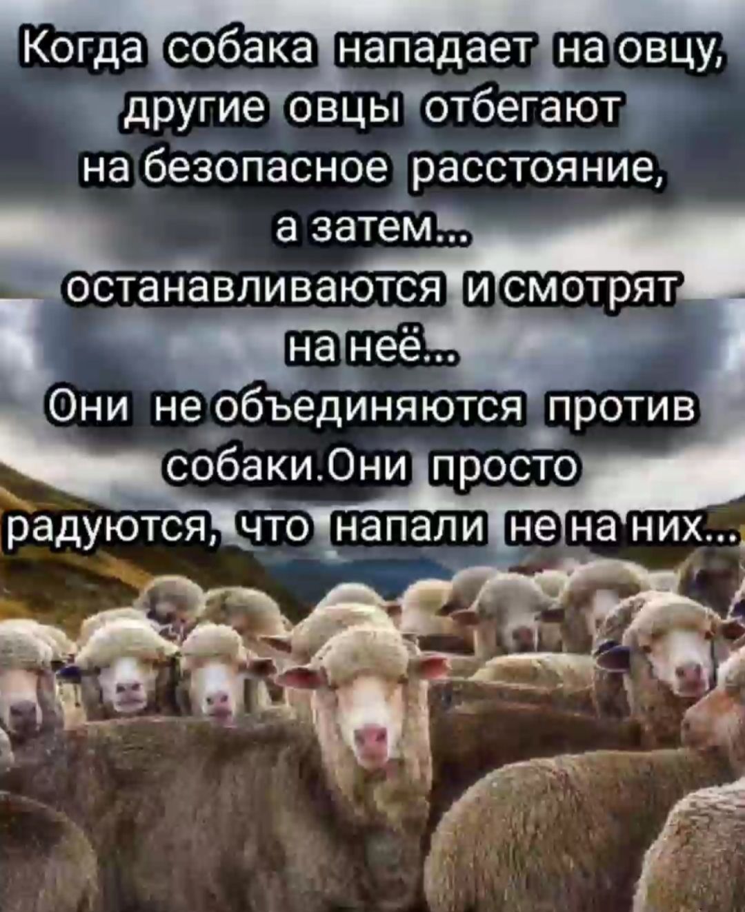 Когда собака нападает на овцу другие овцБібтбегаю на безопасное расстояние а затем останавливются Щсмотрят Они не объединяются против собаки Они просто