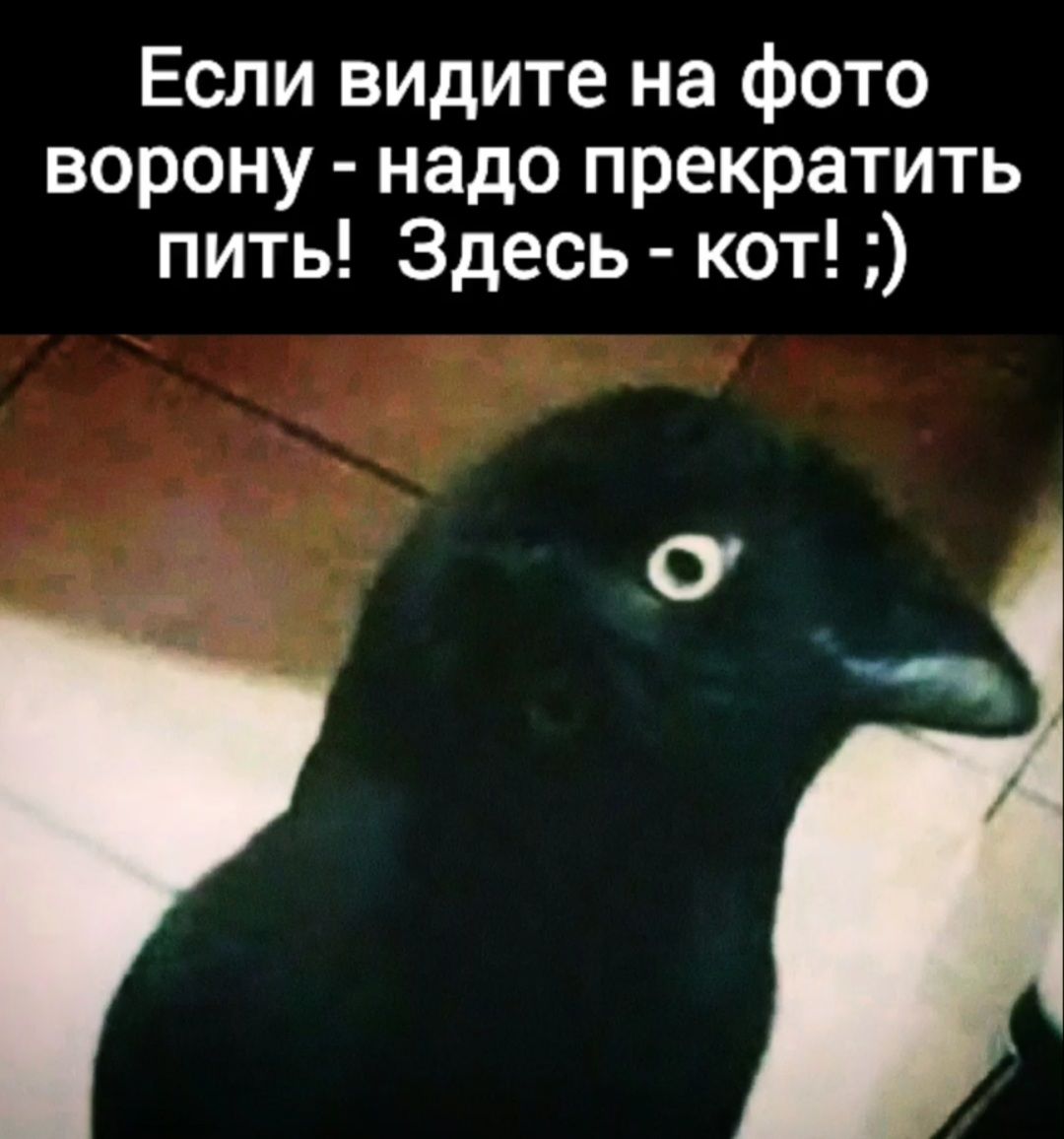 Если видите на фото ворону надо прекратить пить Здесь кот О