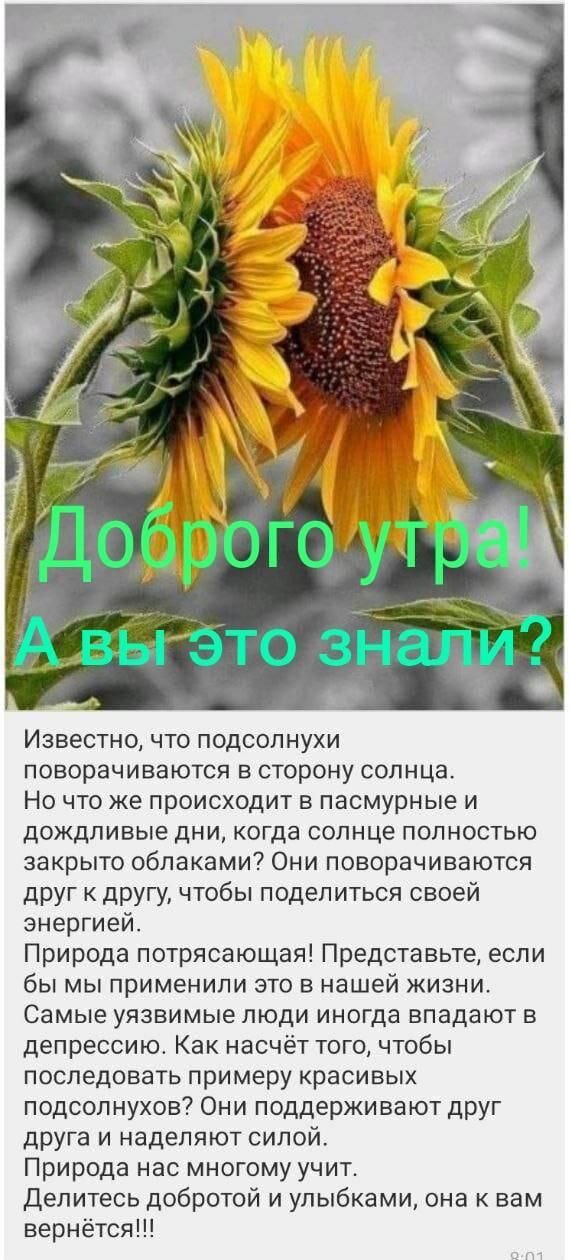 Известно что подсолнухи поворачиваются в сторону солнца Но что же происходит в пасмурные и дождливые дни когда солнце полностью закрыто облаками Они поворачиваются друг к другу чтобы поделиться своей энергией Природа потрясающая Представьте если бы мы применили это в нашей жизни Самые уязвимые люди иногда впадают в депрессию Как насчёт того чтобы последовать примеру красивых подсолнухов Они поддер