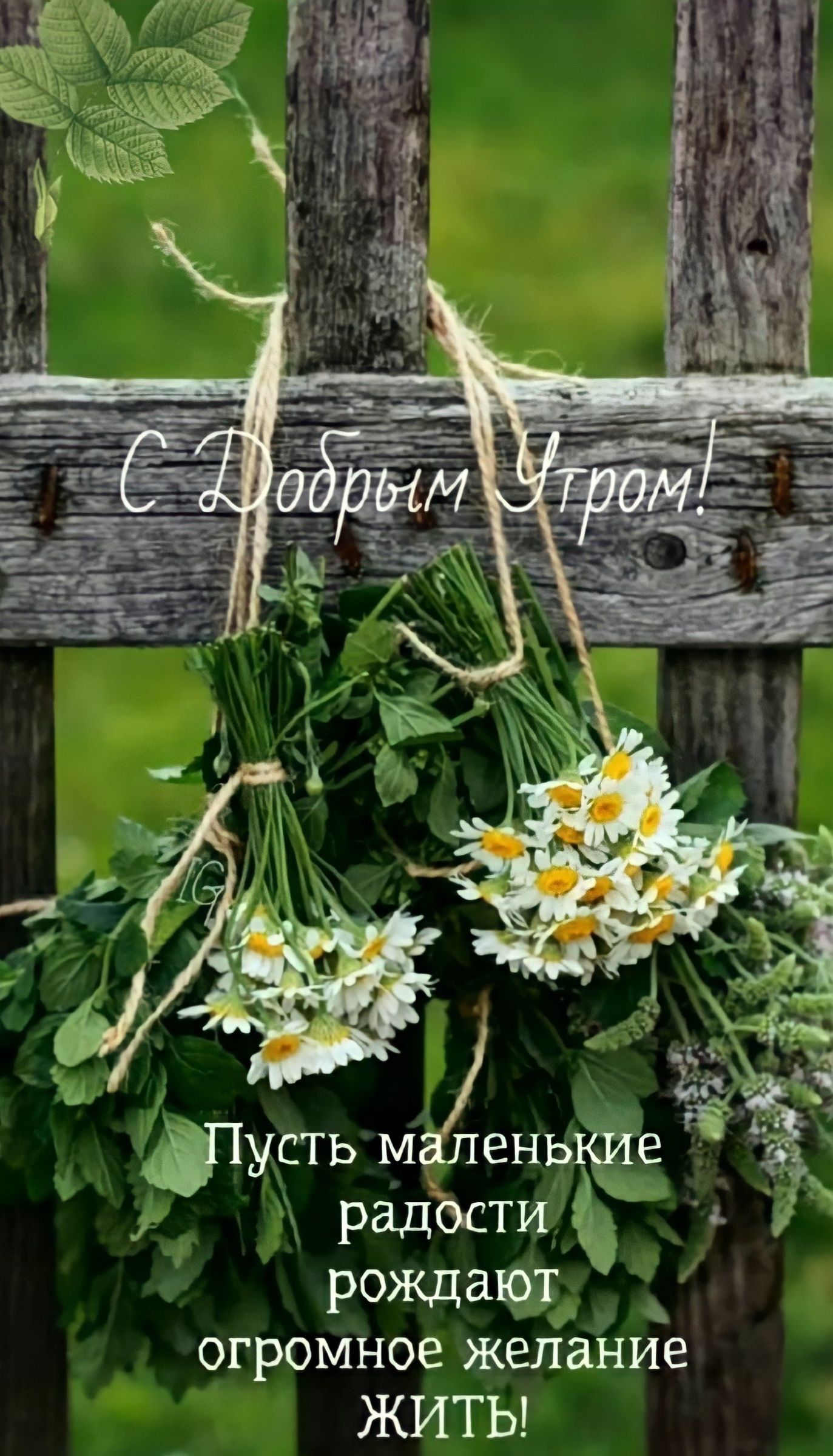 к радости с рождают _ огромное желание ЖИТЬ