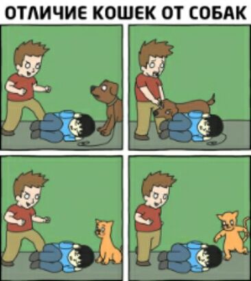 ОТЛИЧИЕ КОШЕК ОТ СОБАК