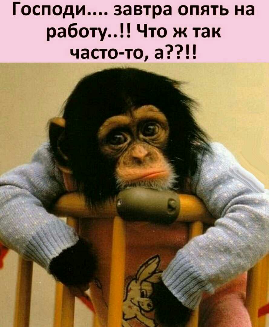 Господи завтра опять на работу Что ж так часто то а