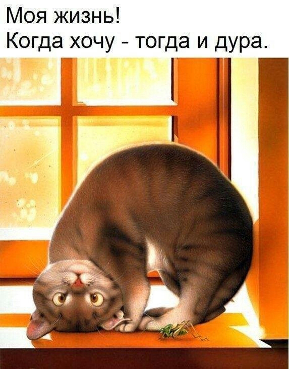Моя жизнь Когда хочу тогда и дура