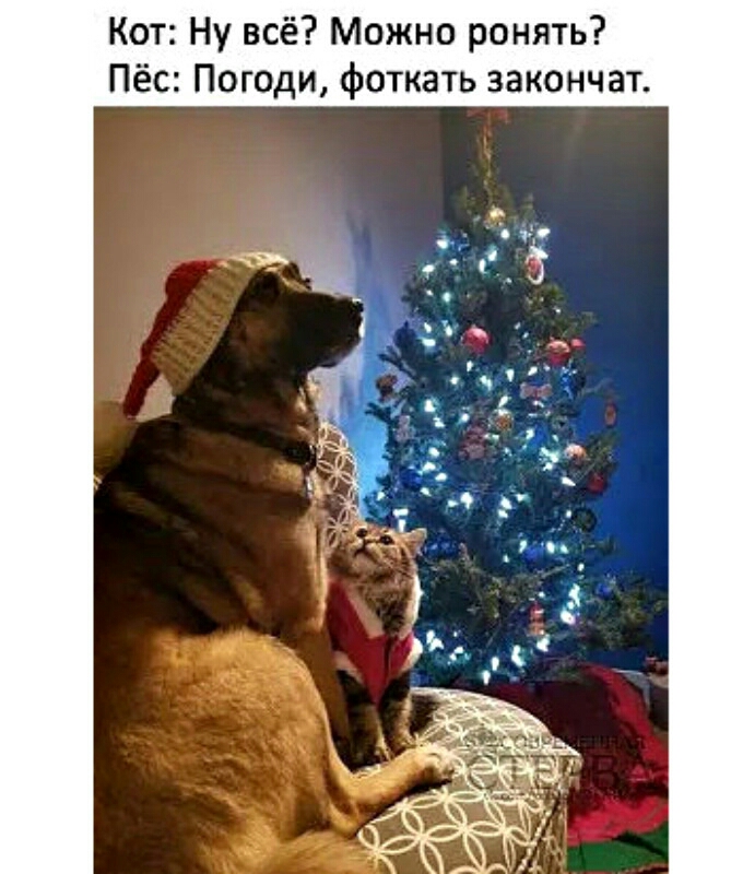 Кот Ну всё Можно ронять Пёс Погоди фоткать закончат