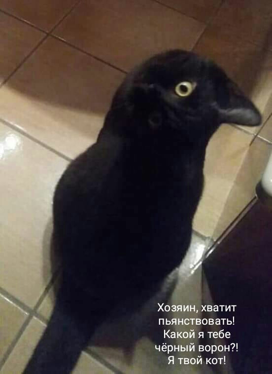 чёрный ворон Я й кот
