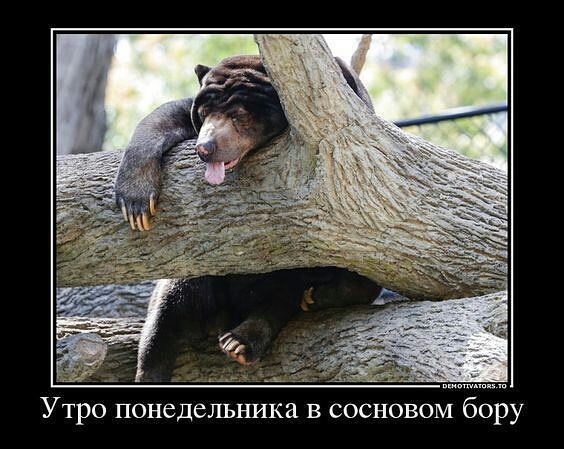 Утро понедельника в сосновом бору