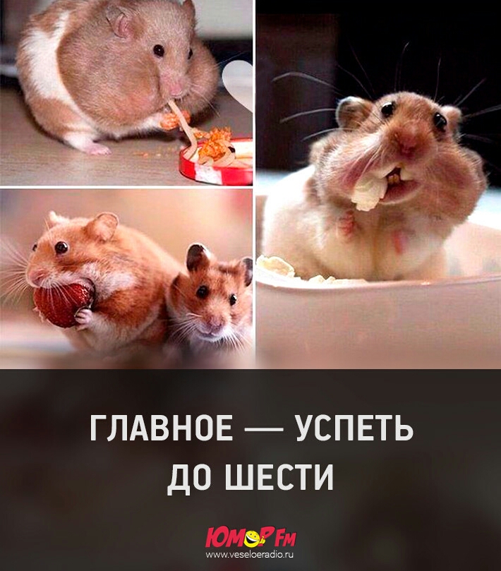 ГЛАВНОЕ УСПЕТЬ ДО ШЕСТИ шиезеЬешщо
