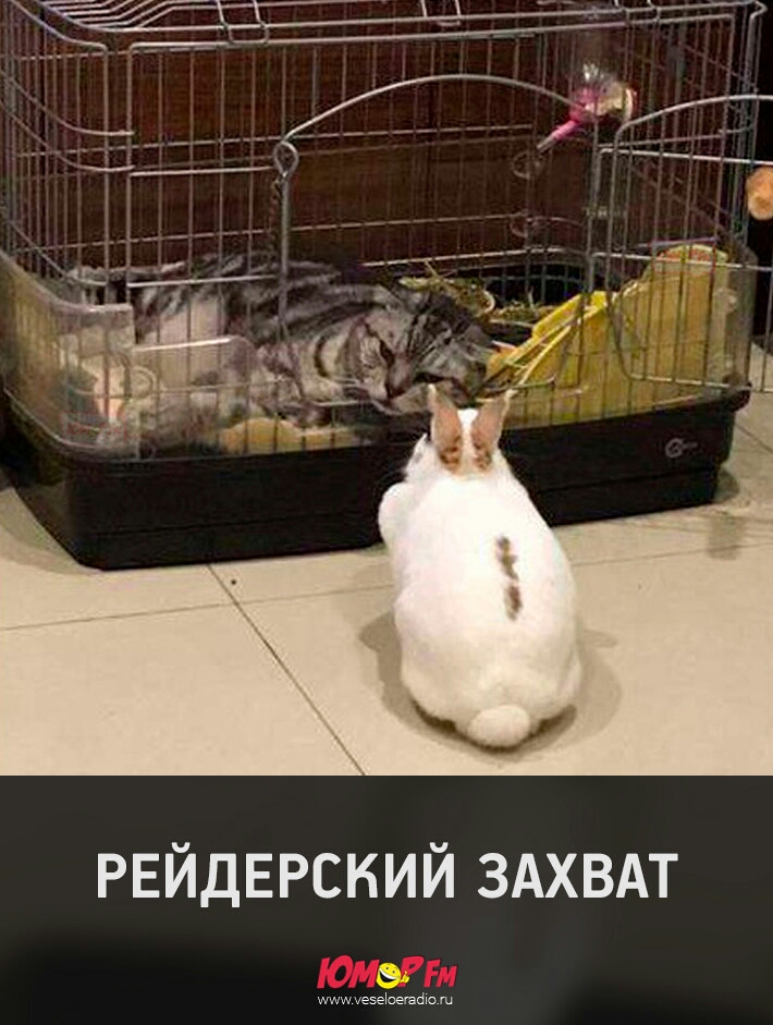 РЕЙДЕРСКИЙ ЗАХВАТ шишуезеЬешйю ш