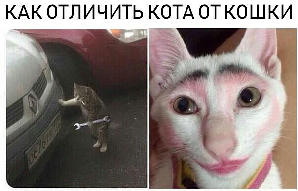 КАК ОТЛИЧИТЬ КОТА ОТ КОШКИ