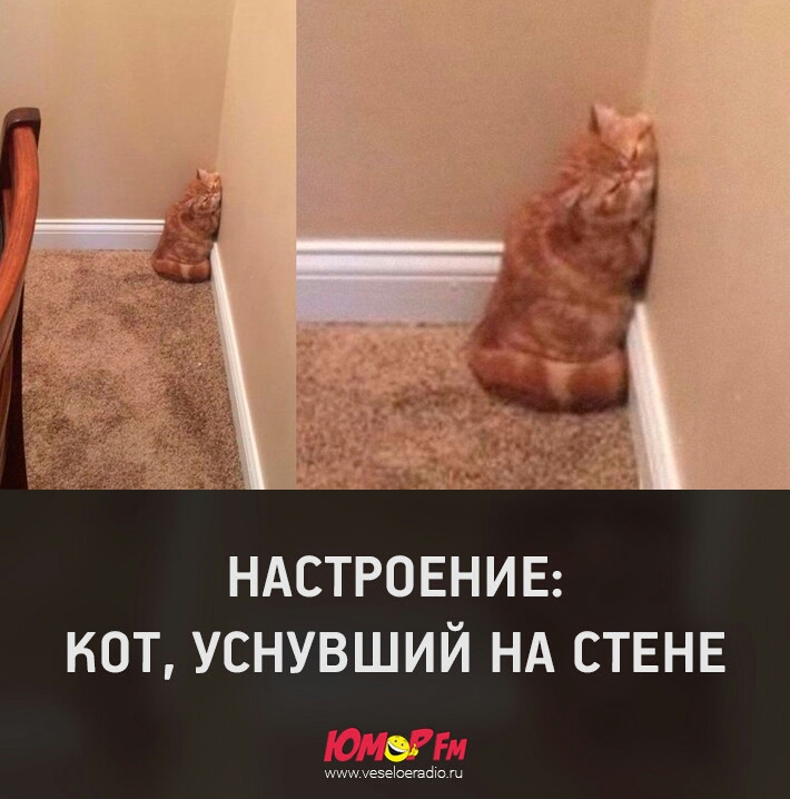 НАСТРОЕНИЕ КОТ УСНУВШИЙ НА СТЕНЕ