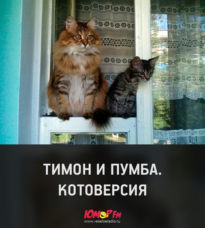 ТИМОН И ПУМБА КОТОВЕРСИЯ МмтезеЬегаШо
