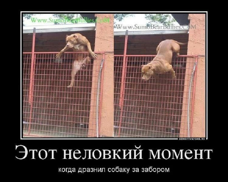 Этот неловкий момент когда дразнил собаку за забором