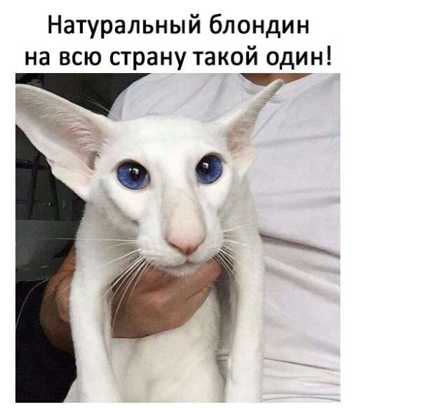 Натуральный блондин на всю страну такой один