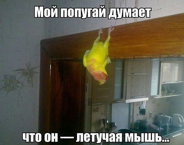 что он петиций мыший