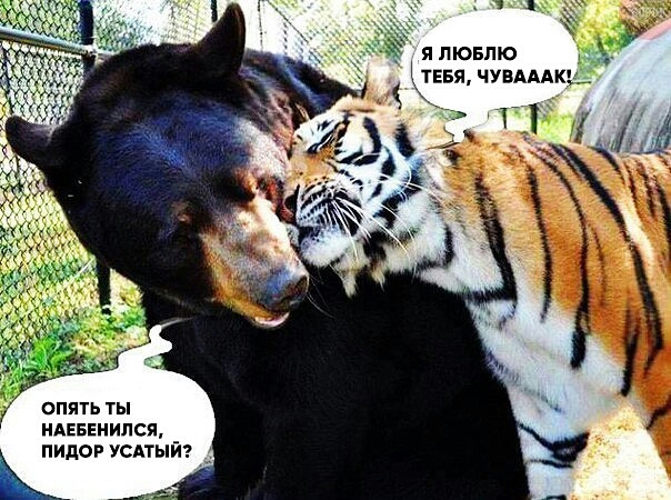 я лювлю ТЕБЯ чувАААкс опять ты НАЕБЕНИПСЯ пидор усдтый к