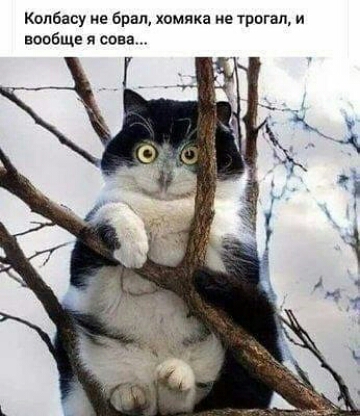 Копбаву не брал хомяка не трпгап и вопбще я сова