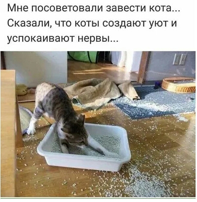Мне посоветовали завести кота Сказали ЧТО КОТЫ СОЗДВЮТ УЮТ И УСПОКЗИВЭЮТ нервы
