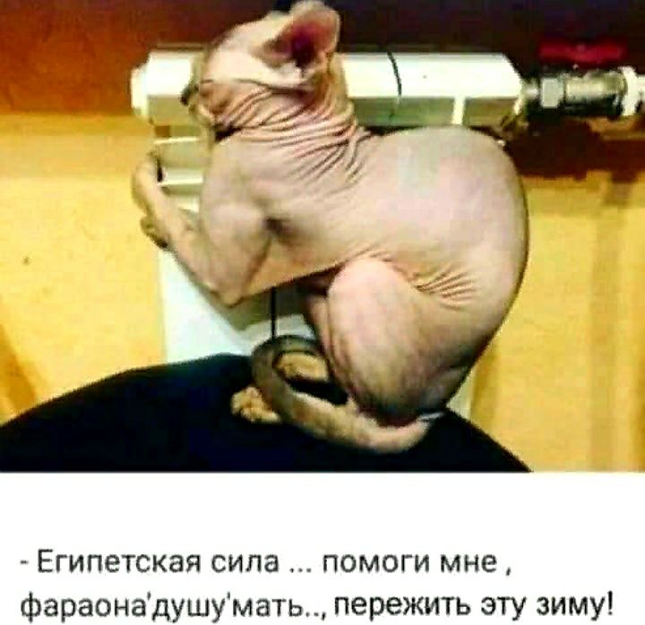 Египетская сила помоги мне фараонадушумать_ пережить эту зиму