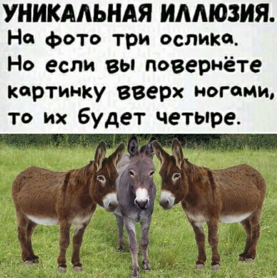 УНИКАЛЬНАЯ ИАМОЗИЯ На фото три ослика Но если вы повернёте картинку вверх ногами то их будет четыре