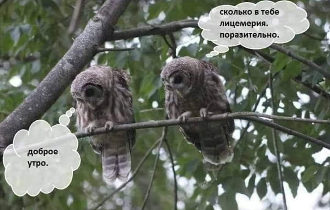 е 6 е Т В 0 к 0 к С лицемерия поразительно