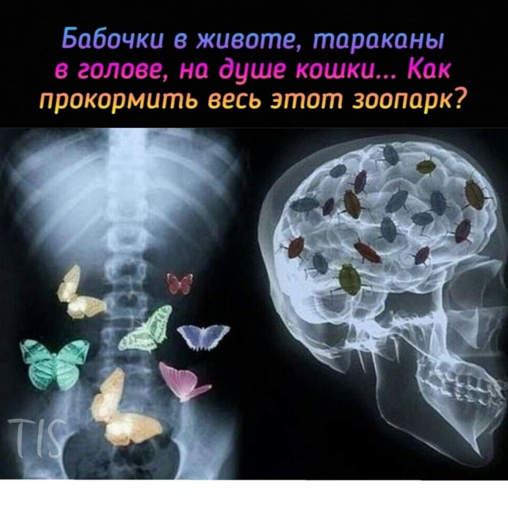 Бабочки в животе тараканы в голове на душе кошки Как прокормить весь этот зоопарк