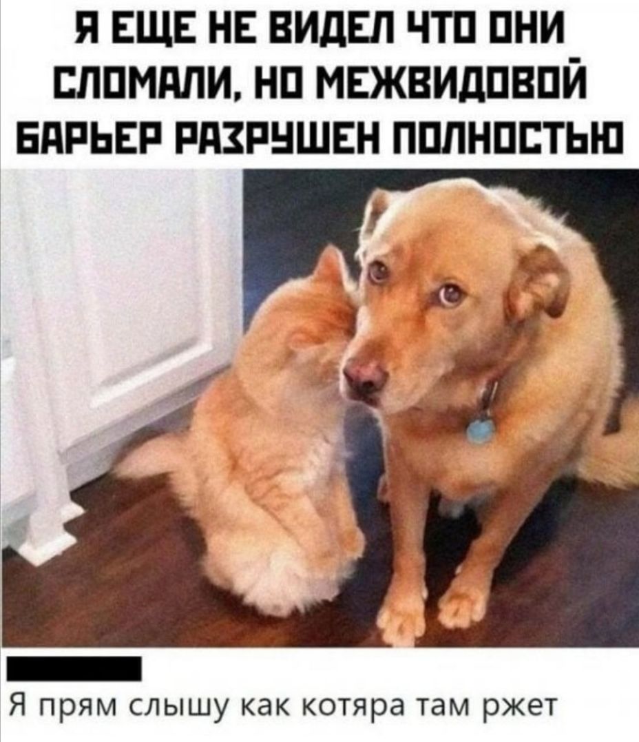 я ЕЩЕ НЕ видвп чтп пни сппмдли нп мвквидпвпй БАРЬЕР пдзпншвн пплнпптып _ Я прям слышу как котяра там ржет