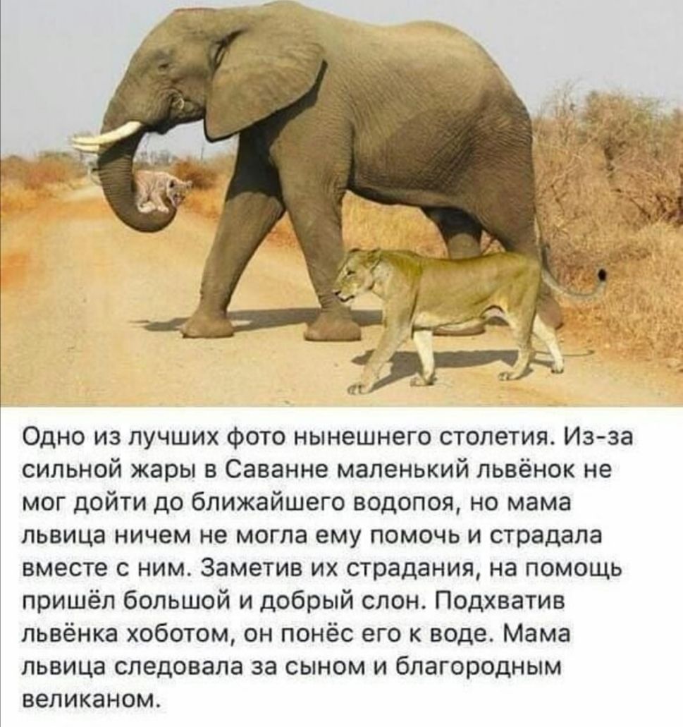 Одно из лучших фото нынешнего столетия Из за сильной жары в Саванне маленький львёнок не мог дойти до ближайшего водопоя но мама львица ничем не могла ему помочь и страдала вместе с ним Заметив их страдания на помощь пришёл большой и добрый слон Подхватив львёнка хоботом он понёс его к воде Мама львица следовала за сыном и благородным великаном