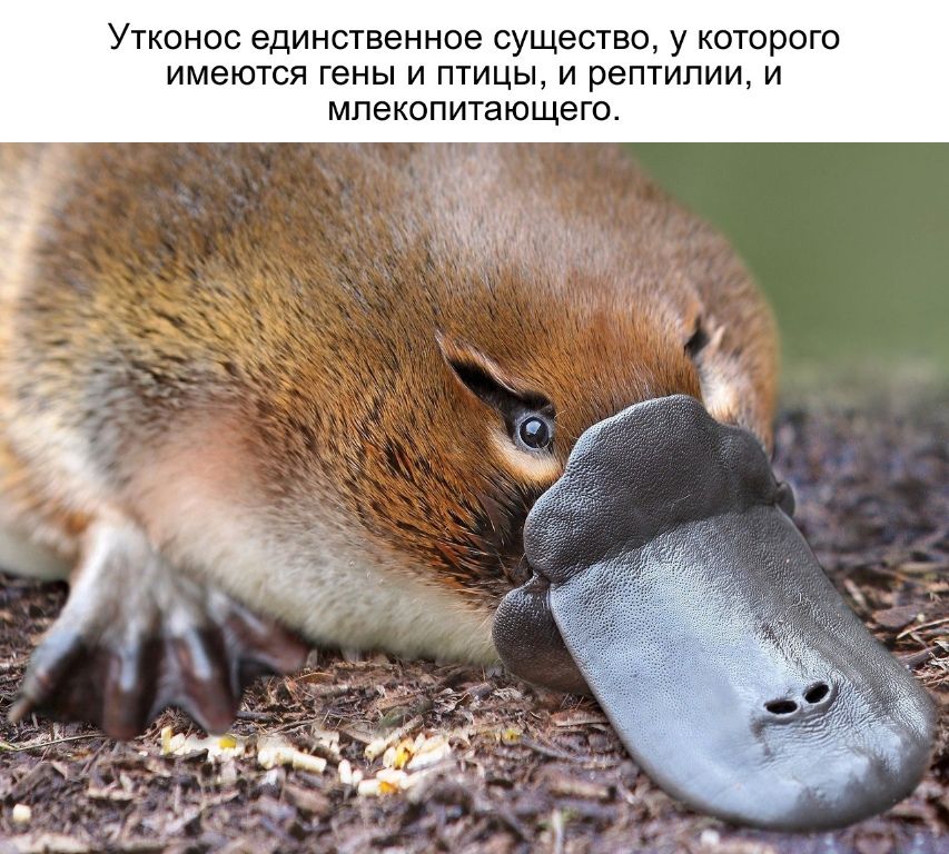 УТКОНОС единственное СУЩЕСТВО у КОТОРОГО ИМЭЮТСЯ гены И ПТИЦЫ И РЭПТИПИИ И МПЭКОПИТЗЮЩЭГО