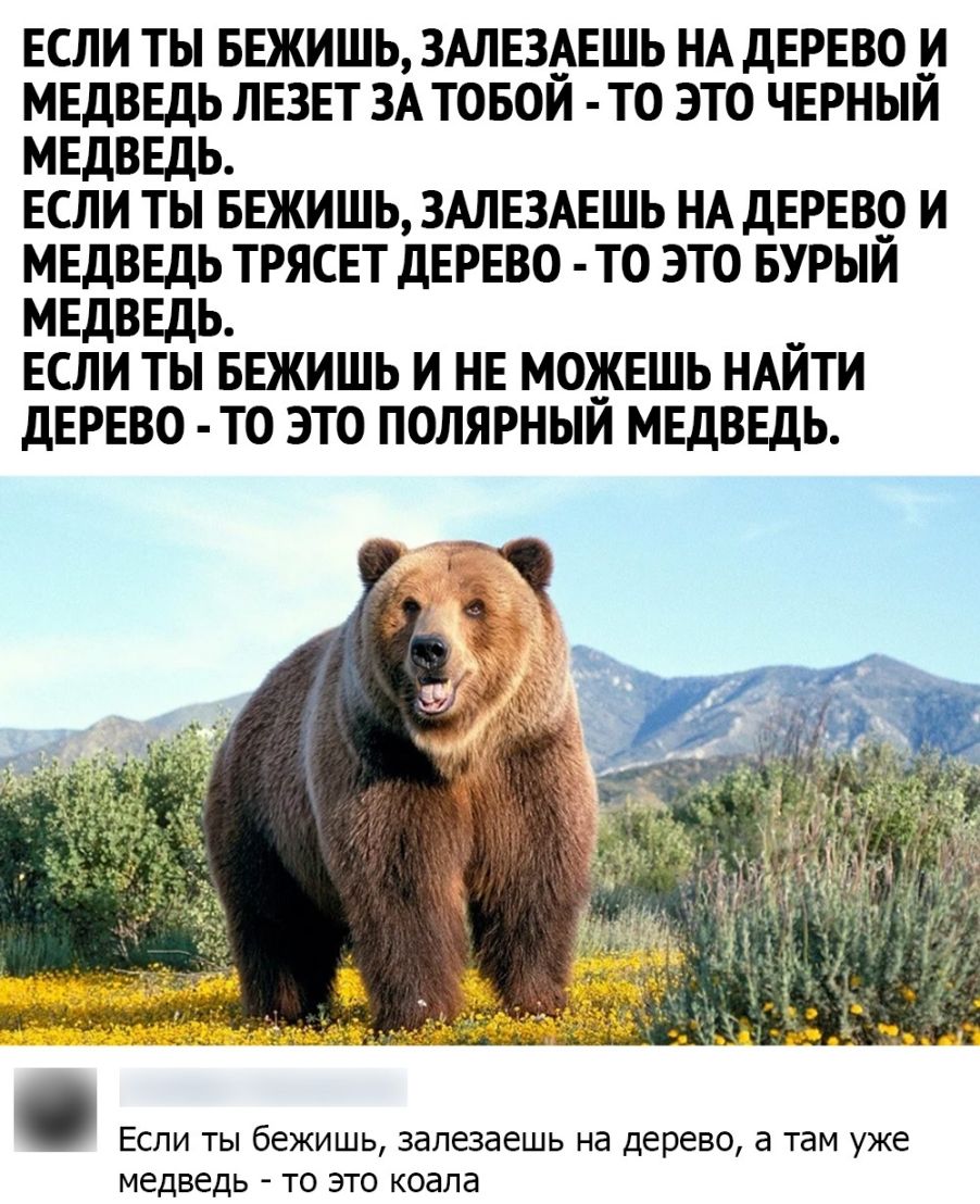 ЕСЛИ ТЬ БЕЖИШЬ ЗАЛЕЗАЕШЬ НА ДЕРЕВО И МЕДВЕДЬ ЛЕЗЕТ ЗА ТОБОЙ ТО ЭТО ЧЕРНЫЙ МЕДВЕДЬ ЕСЛИ ТЫ БЕЖИШЬ ЗАЛЕЗАЕШЬ НА ДЕРЕВО И МЕДВЕДЬ ТРЯСЕТ ДЕРЕВО ТО ЭТО БУРЫЙ МЕДВЕДЬ ЕСЛИ ТЫ БЕЖИШЬ И НЕ МОЖЕШЬ НАЙТИ ДЕРЕВО ТО ЭТО ПОЛЯРНЫЙ МЕДВЕДЬ Если ты бежишь запезаешь на дерево а там уже медведь то это коапа